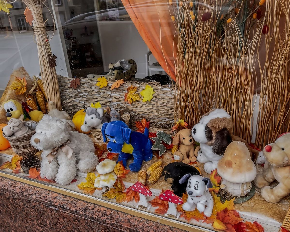 Chez Tina, toiletteuse pour chien, à Quimper