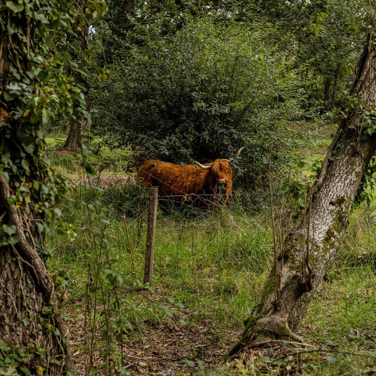 Taureau à Locmaria, Quimper. Photographie réalisée à l’aide d’un Ricoh GR3X