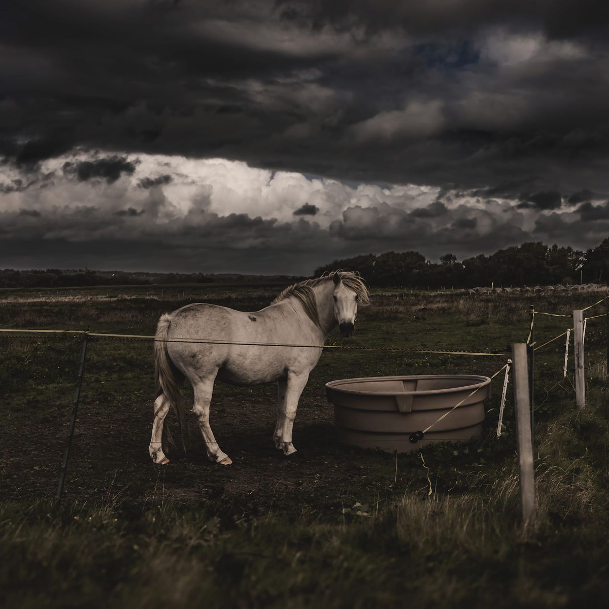 Tronoën : Crinière au vent