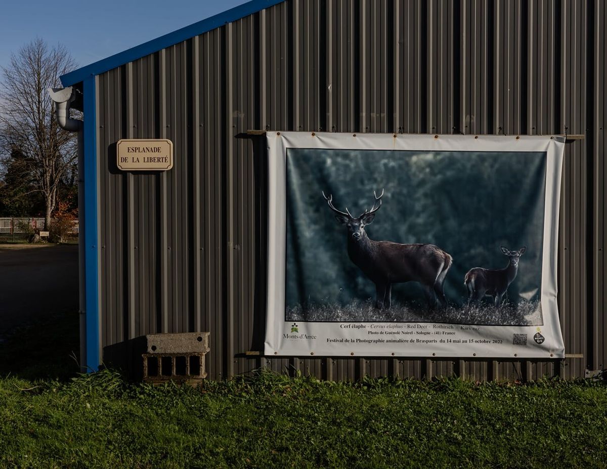 Exposition photographique de cerfs sur bâche contre un mur industriel, Esplanade de la Liberté, Brennilis
