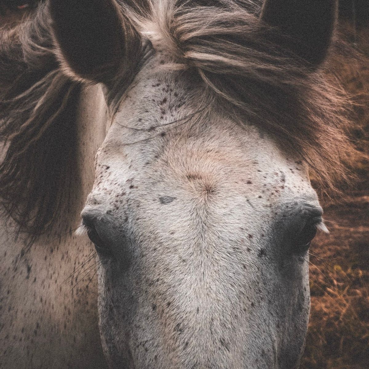 Cheval blanc immobile près des ruines de la chapelle de Languidou, Finistère
