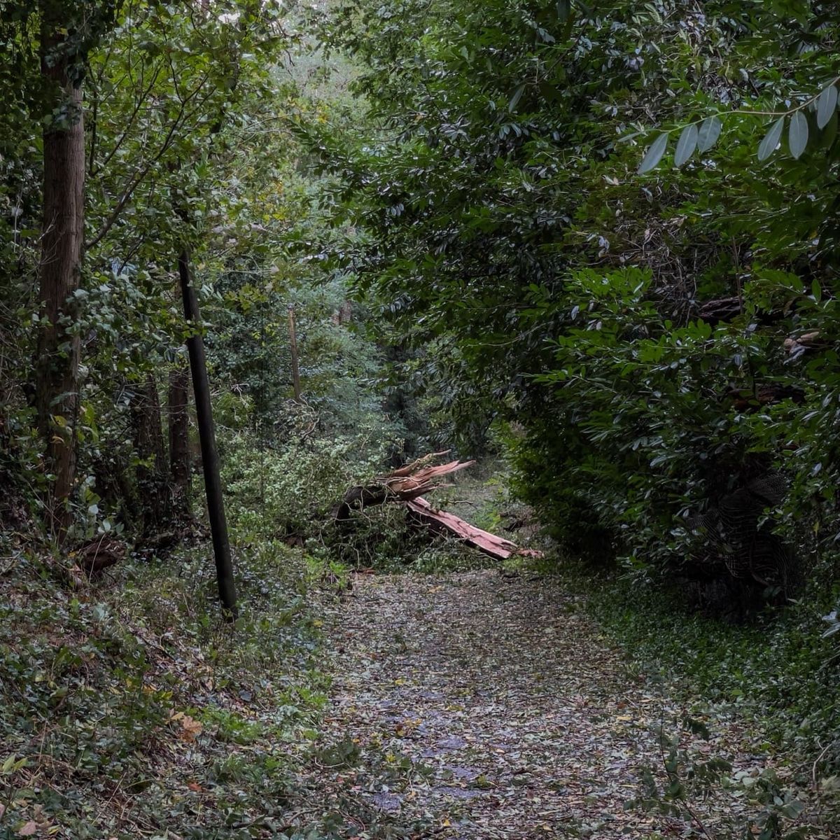 Chemin boisé à Quimper, obstrué par un arbre brisé après le passage de la tempête Austen. Le tronc éclaté laisse apparaître du bois clair au milieu de la végétation.