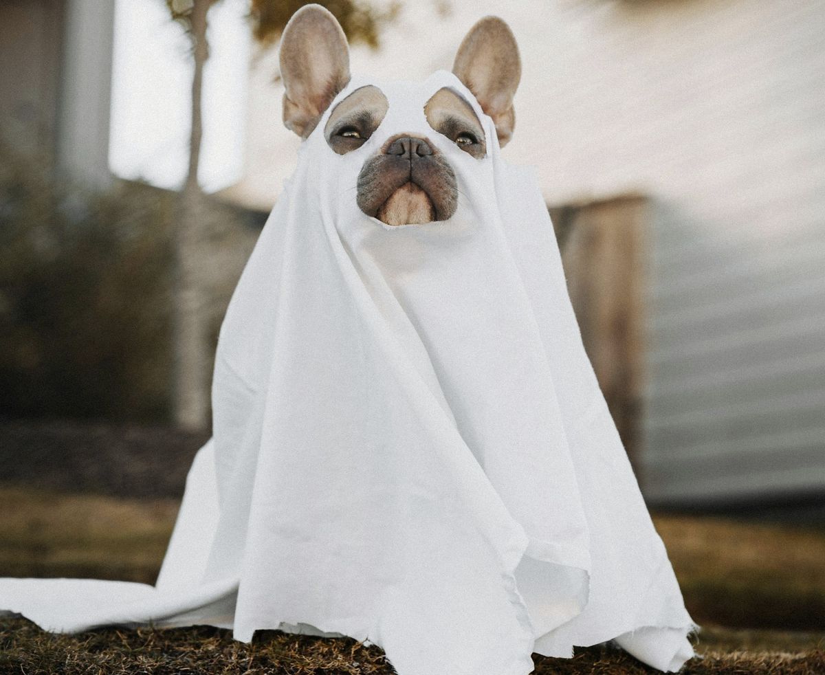 A pug proudly wears a ghost costume made out of a sheet with holes cut out for their ears, eyes and snout.