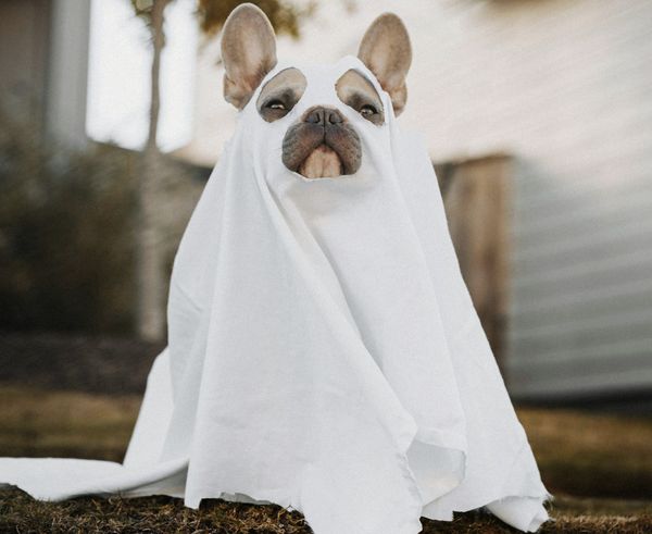 A pug proudly wears a ghost costume made out of a sheet with holes cut out for their ears, eyes and snout.