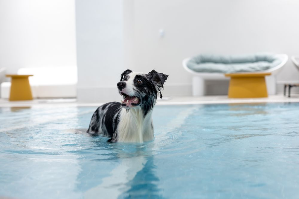 털이 길고, 흰색과 검은색 털이 섞인 개가 풀장에서 수영하고 있다.
