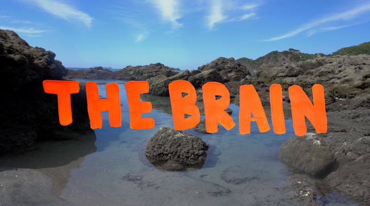 The Brain