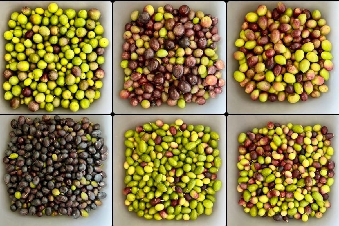 Sherwood Olive Oil producer recognized internationally