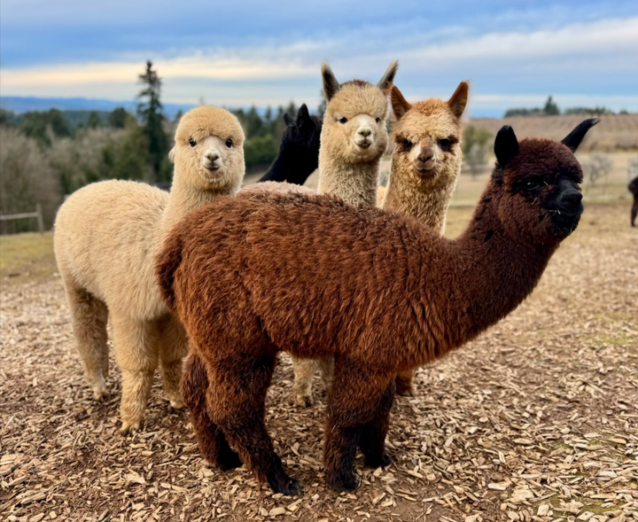Alpacas of Oregon celebrates annual shearing day