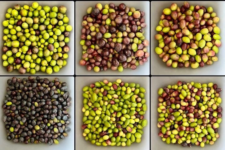Sherwood Olive Oil producer recognized internationally