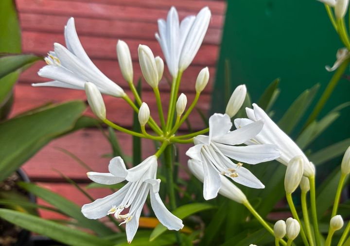 The Garden Corner Column: Baby, you’re a flowerwork