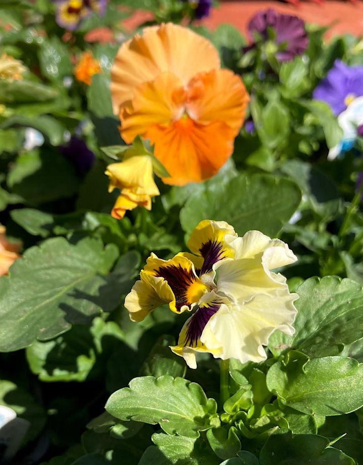 The Garden Corner Column: Spotlight for pansies