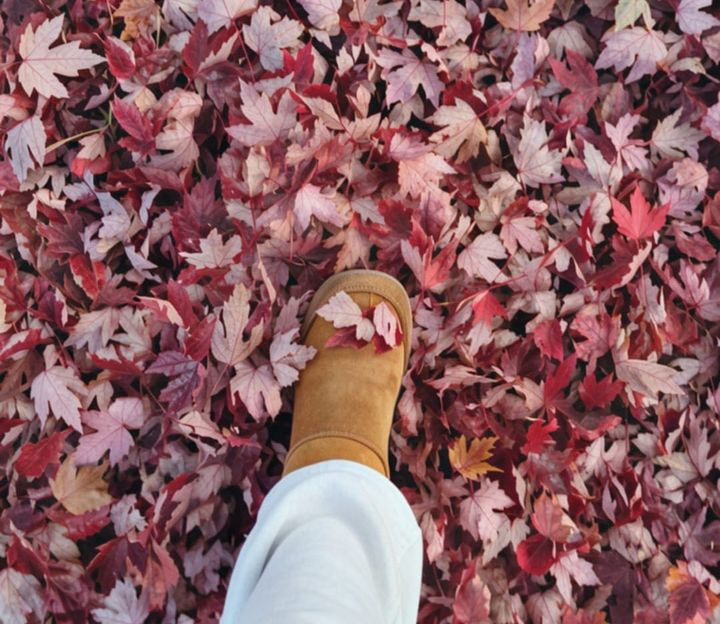 Sherwood's leaf pickup program starts Monday, October 26