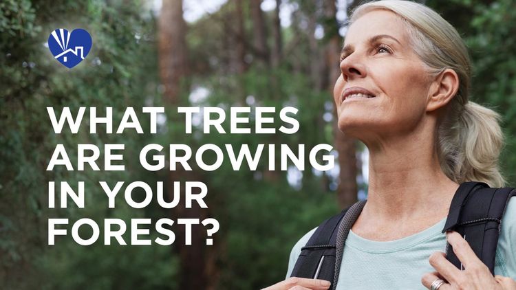 What Trees are Growing in Your Forest?