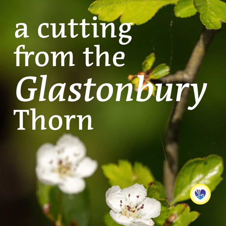 A cutting from the Glastonbury Thorn.