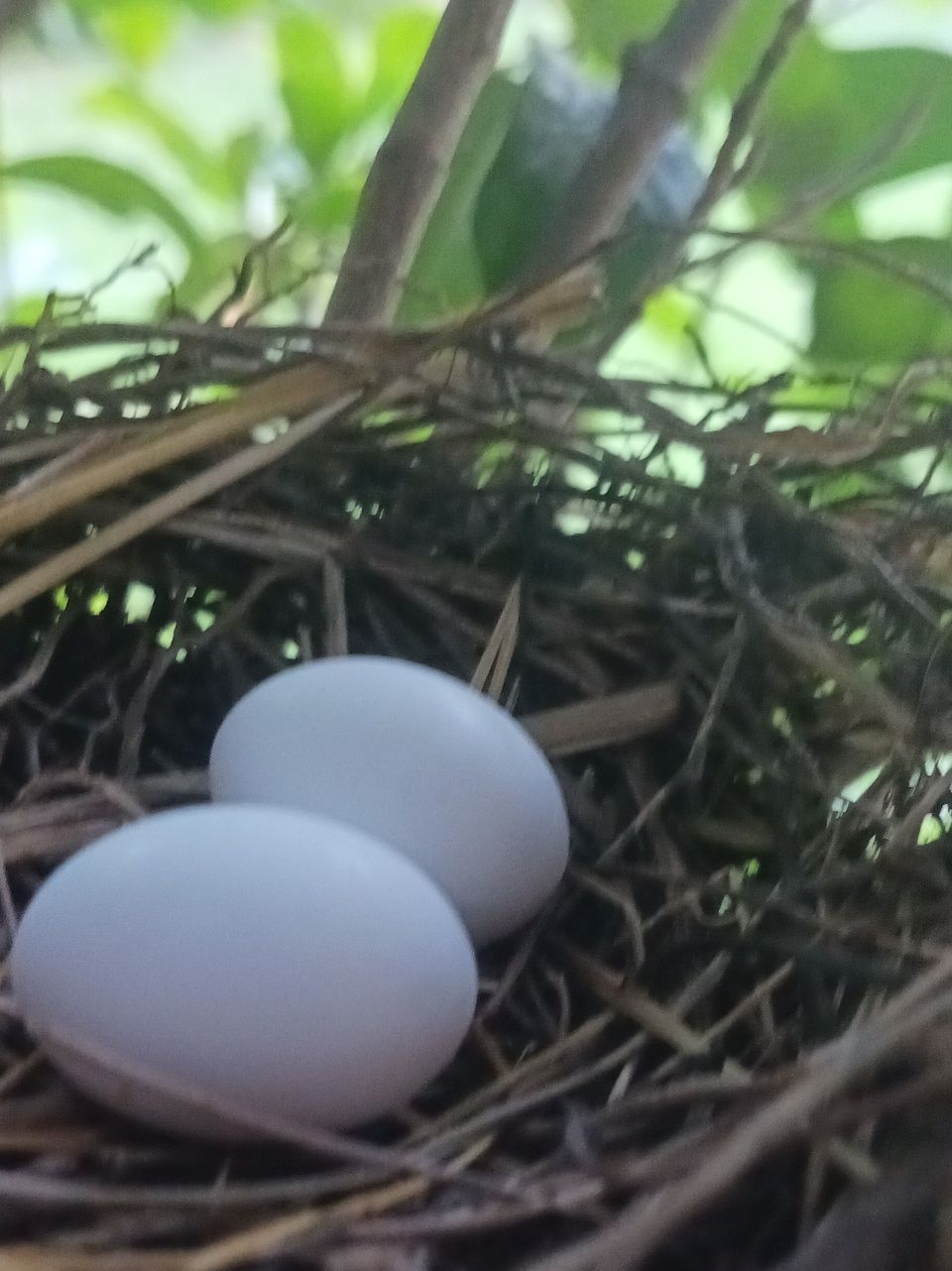Backyard Nature: Ruddy Ground Doves