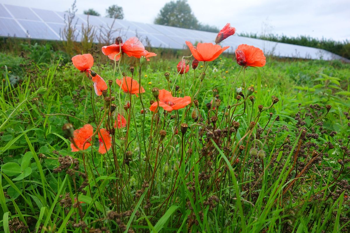 Solar farm project will boost wildlife and could cut residents’ bills