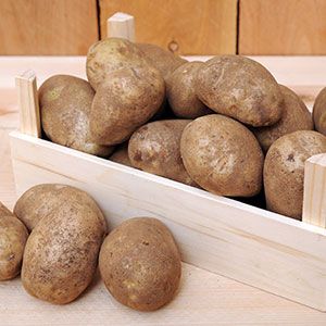 Russet Potato