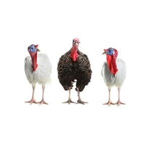 turkey