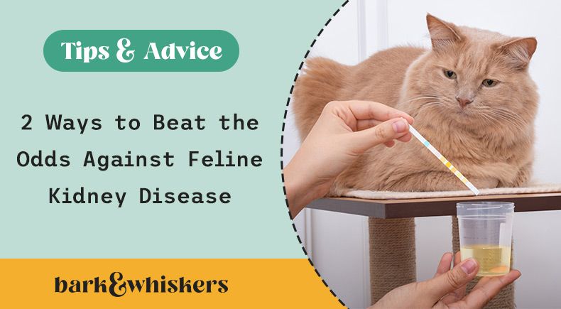 2 Ways to Beat the Odds Against Feline Kidney Disease 2 Ways to Beat the Odds Against Feline Kidney Disease