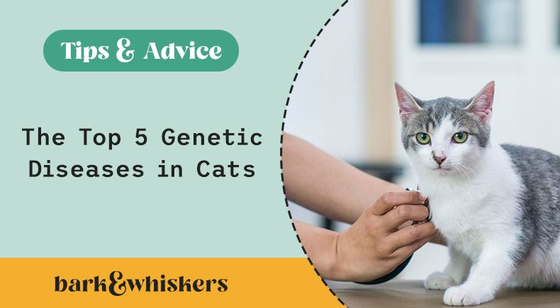 l-carnitine deficiency in cats News main image 1