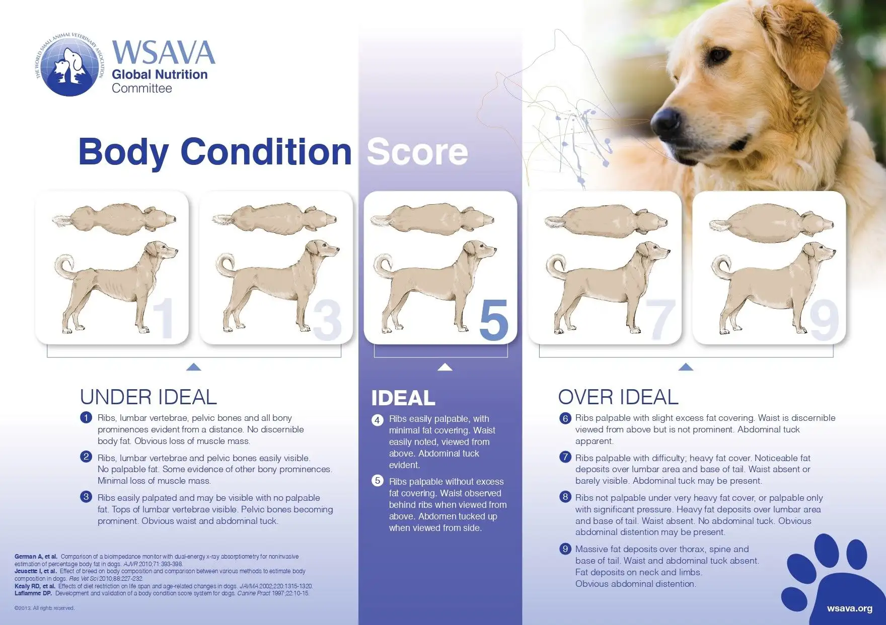 Dog Body Condition Score