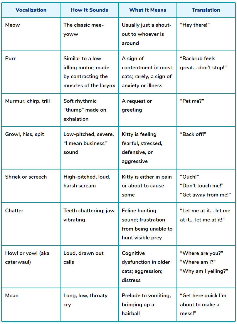 8 Types of Cat Vocalizations