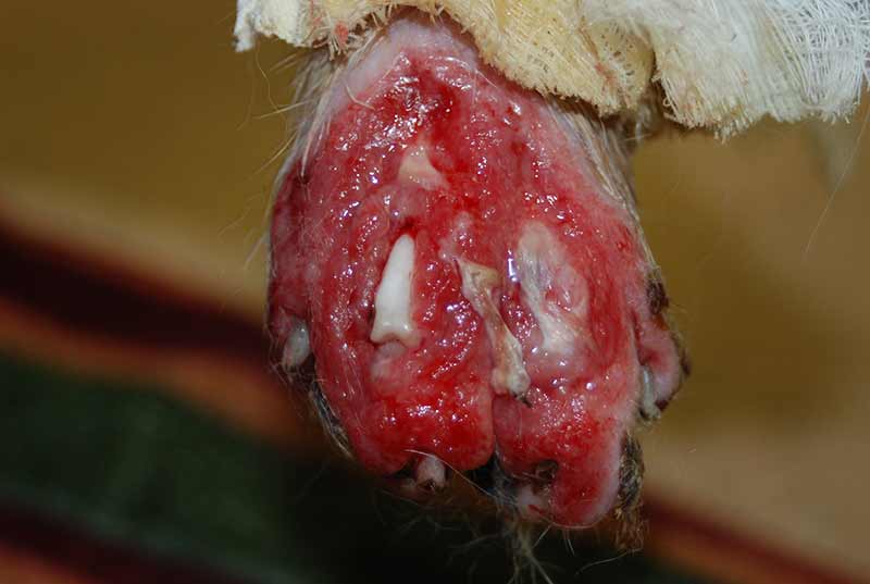 soft tissue de-gloving wound