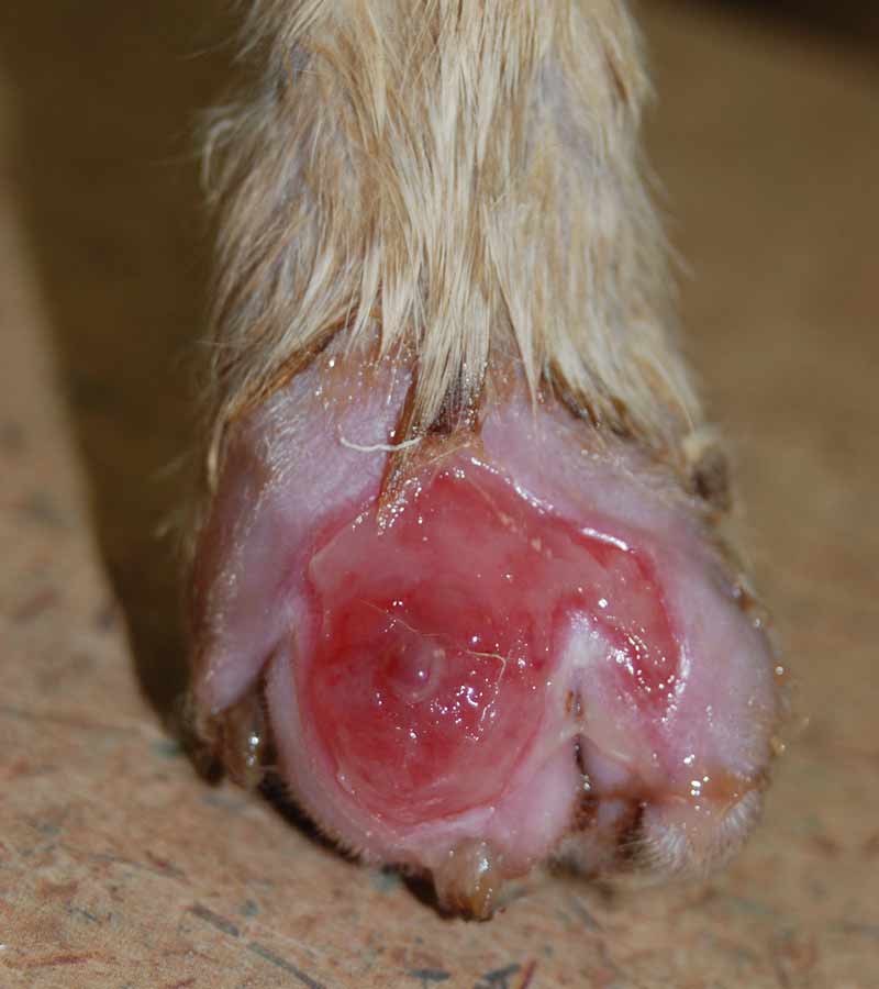 soft tissue de-gloving wound manuka honey