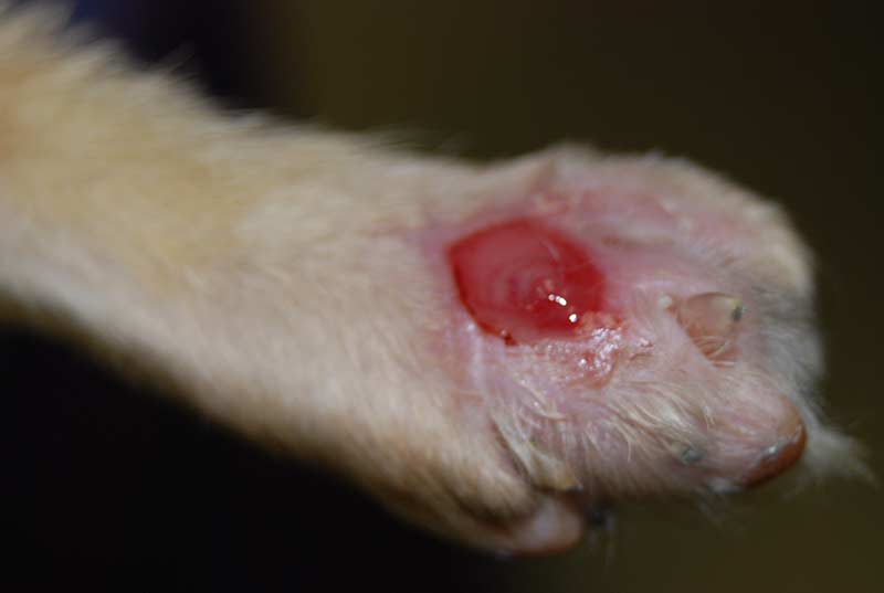 soft tissue de-gloving wound healing