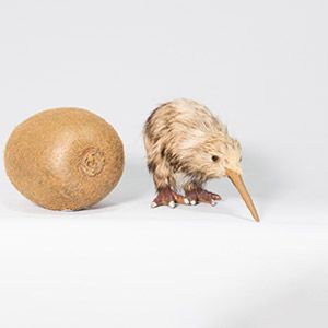 kiwi