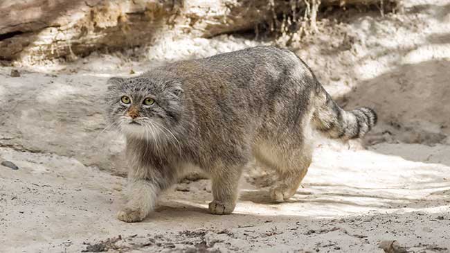 manul