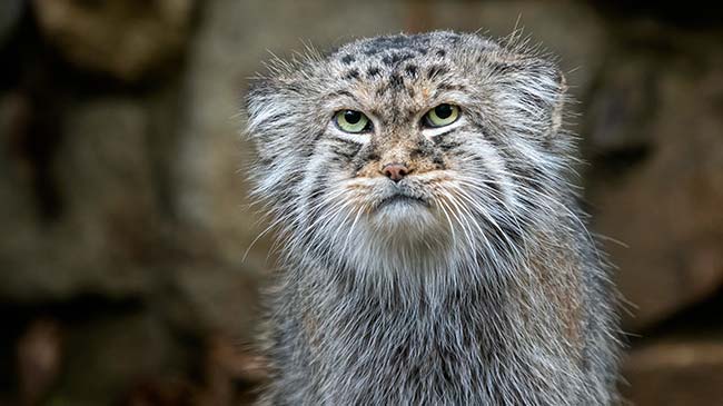 pallas's cat wild cat from asia
