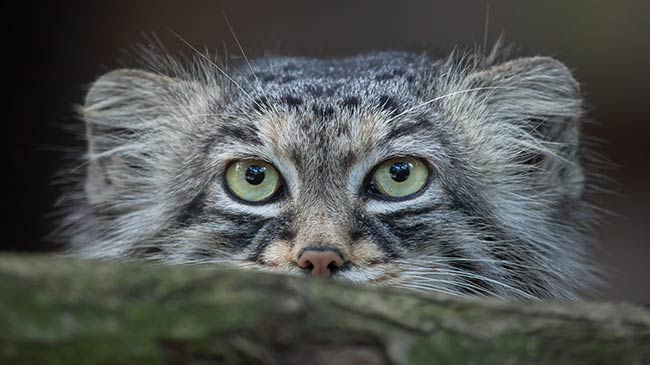 pallas's cat