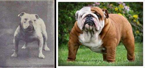 English bulldog