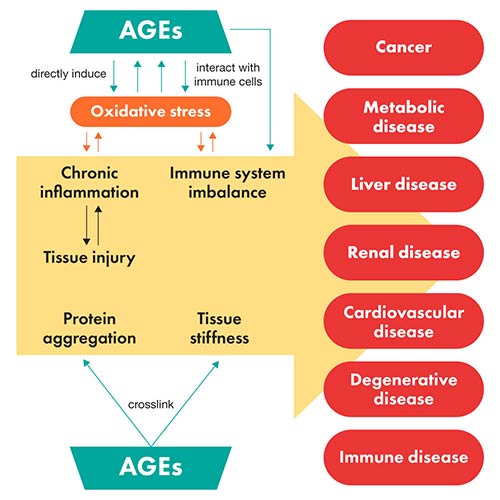 advanced glycation end products