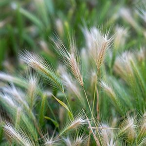 foxtail barley