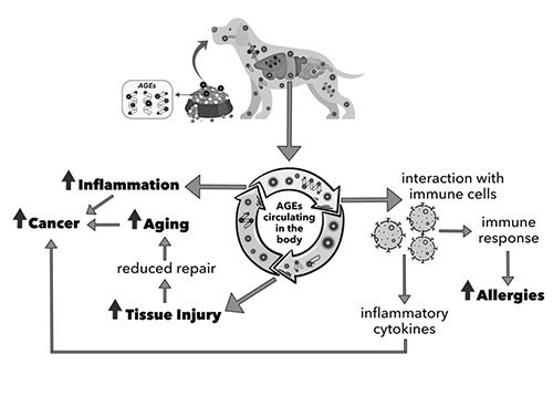 the maillard reaction