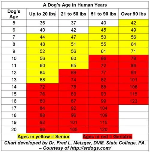 dog age human years