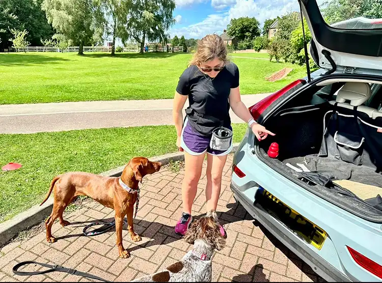 hungarian viszla 2.0