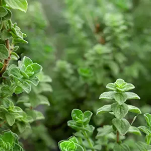 Oregano Trivia