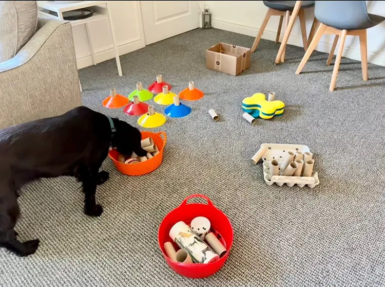 sunnie fun free enrichment