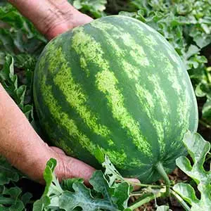 Watermelon plant