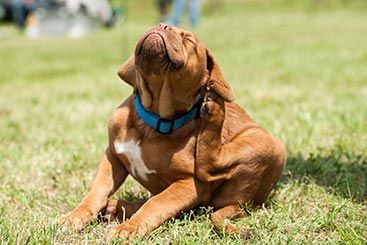 Steps to Protect Your Dog From Tick-Borne Diseases