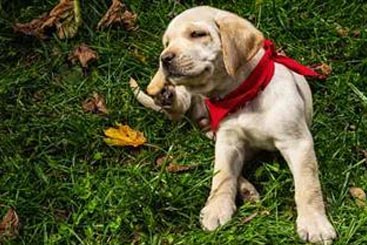 All-Natural Homemade Pest Deterrent for Dogs