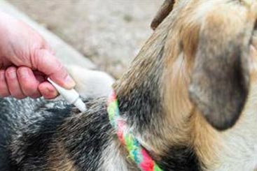 Before You Reach for a Chemical Parasiticide