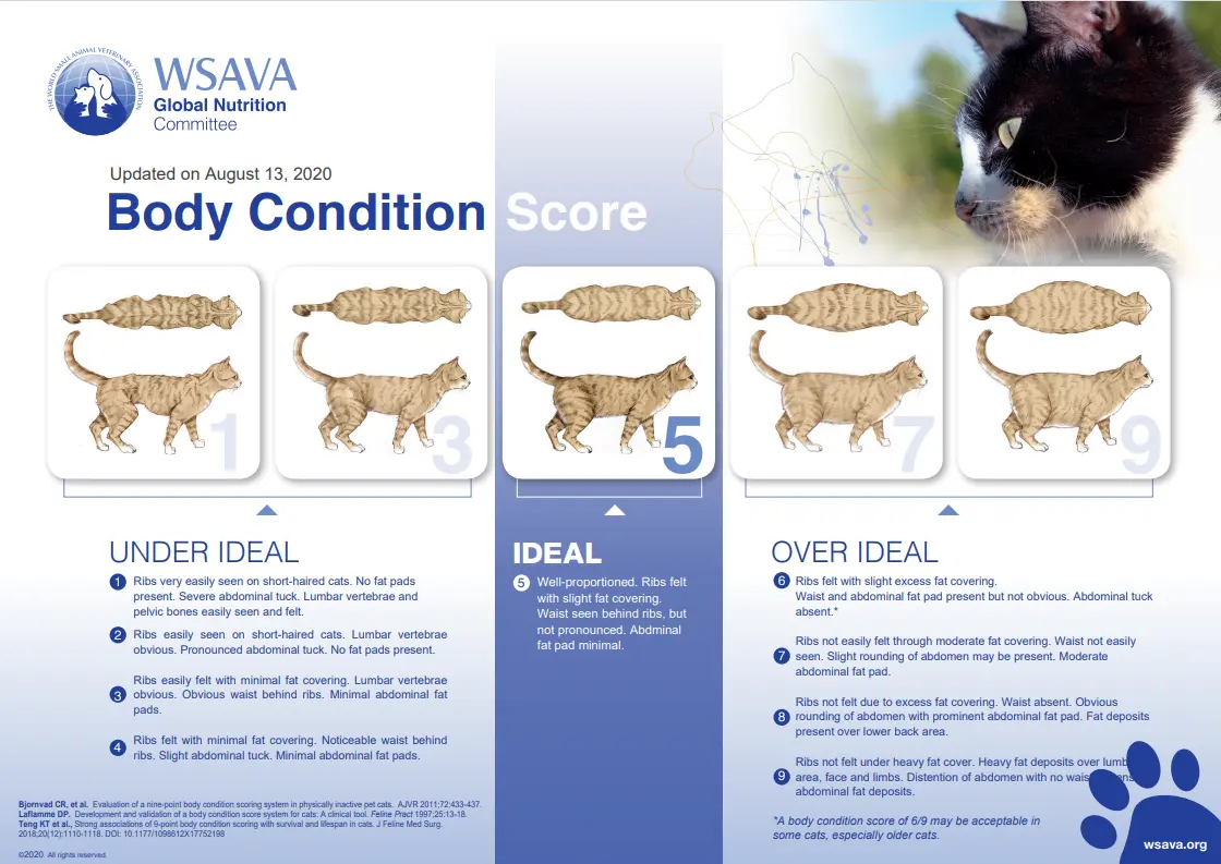 body condition chart