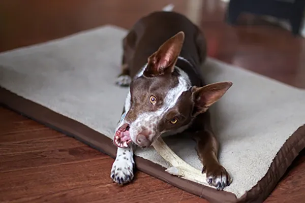 chewing bone