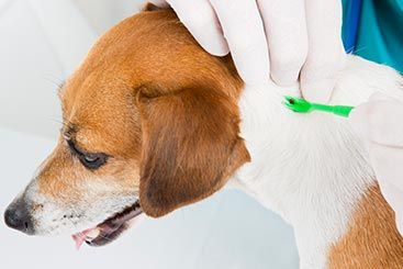 How Dogs Get Exposed to Lyme Bacteria