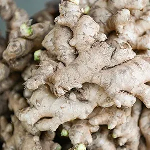 growing ginger