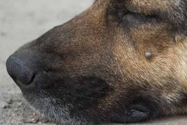 What We've Learned From 10,978 Ticks